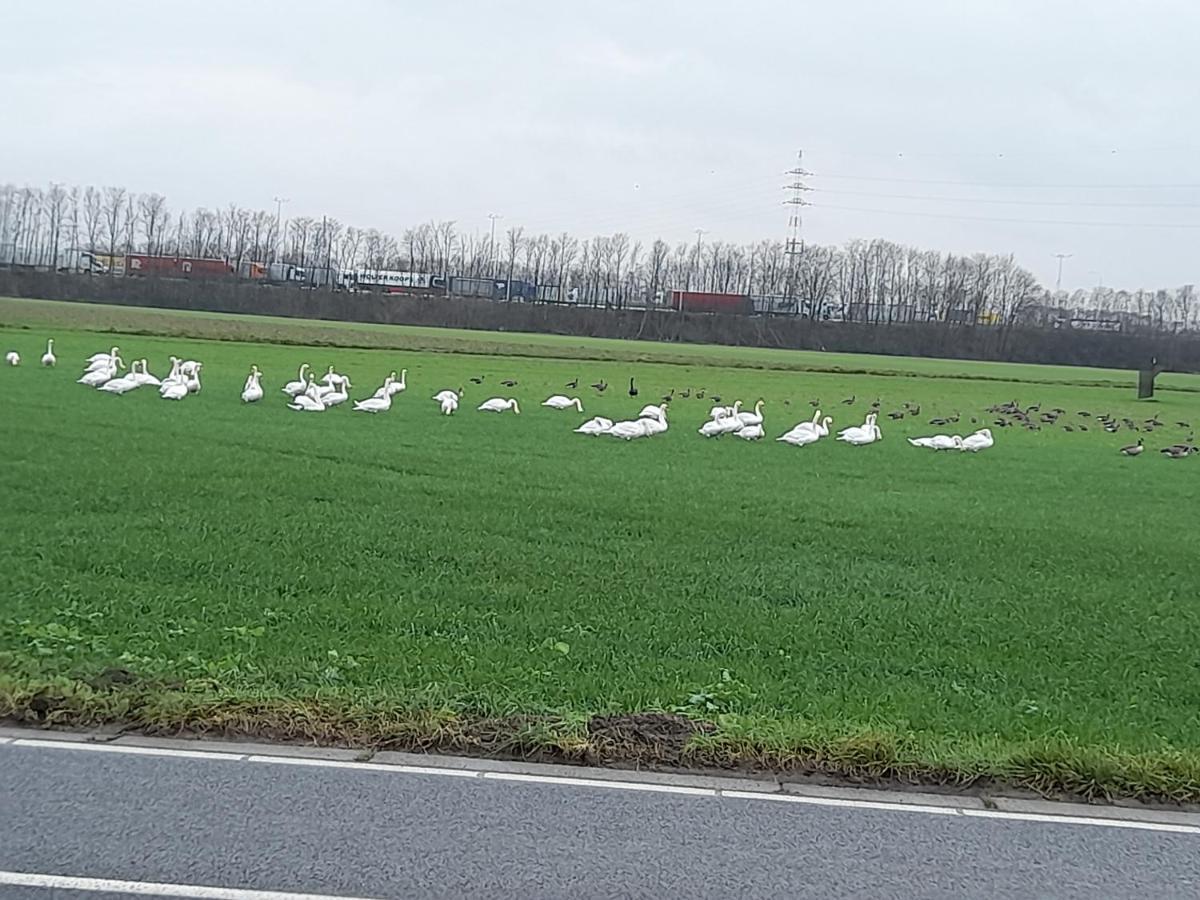 Appartamento De Achtertuin Maasmechelen Esterno foto